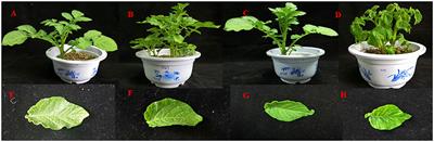 The Effect of Low Temperature Stress on the Leaves and MicroRNA Expression of Potato Seedlings